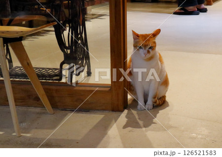 愛し台湾（「カッコ良く撮ってね」台中市大雅区の大通り角の小路を入った店に緊張気味のニャンコが店番。） 126521583