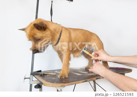 A trimmer woman who trims and cuts a dog pet A trimmer woman who trims and cuts a dog pet 126521593