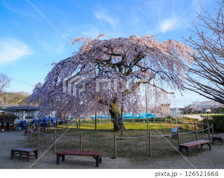 しだれ桜のある風景 しだれ桜のある風景 126521668