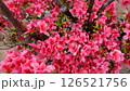 ツツジ 126521756