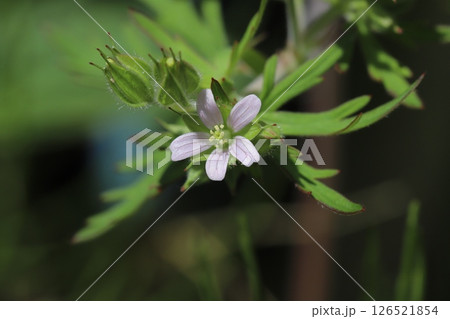 春の道端に咲く小さなごく淡いピンク色のアメリカフウロの花 春の道端に咲く小さなごく淡いピンク色のアメリカフウロの花 126521854