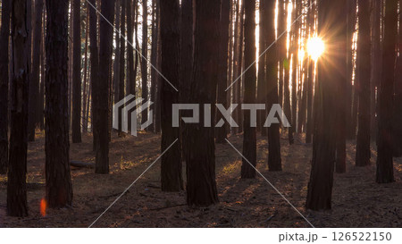 Pine forest with the last of the sun shining through the trees timelapse. 126522150