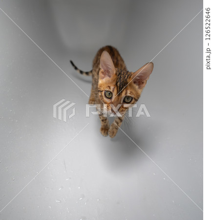 Cute Kitten in Bathtub. A small Bengal kitten with distinctive markings carefully explores a wet bathtub, creating a touching scene of feline curiosity and domestic tranquility. Cute Kitten in Bathtub. A small Bengal kitten with distinctive markings carefully explores a wet bathtub, creating a touching scene of feline curiosity and domestic tranquility. 126522646
