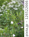 花 126522666