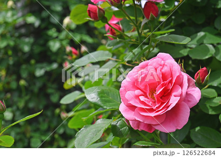 バラの花 バラの花 126522684
