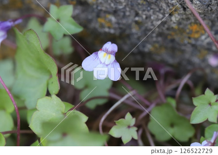 春の道端に咲く薄紫色のツタバウンランの小さな花 126522729