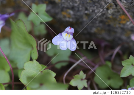 春の道端に咲く薄紫色のツタバウンランの小さな花 春の道端に咲く薄紫色のツタバウンランの小さな花 126522730