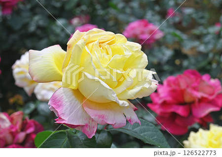 バラの花 126522773