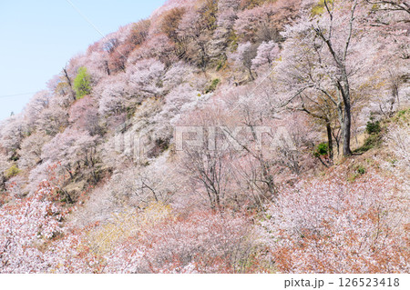 吉野 春の絶景 美しい満開の中千本桜 奈良県 吉野 春の絶景 美しい満開の中千本桜 奈良県 126523418