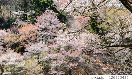 美しい満開の中千本桜を行く　奈良県　吉野 126523423