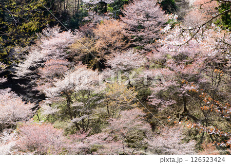 美しい満開の中千本桜を行く 奈良県 吉野 美しい満開の中千本桜を行く 奈良県 吉野 126523424