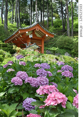 三室戸寺のあじさい園　紫のアジサイと山門(京都府宇治市) 126523583