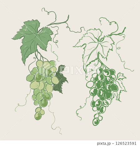 Vector fruit doodle illustration of juicy green grape and leaves. Hand-drawn garden harvest sketch. Organic farm graphics. Tasty food for design, veggie market drawing print, fabric or background. 126523591