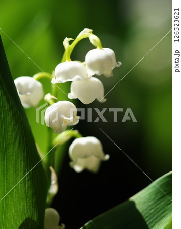 葉の脇に咲く白いスズランの花 葉の脇に咲く白いスズランの花 126523621