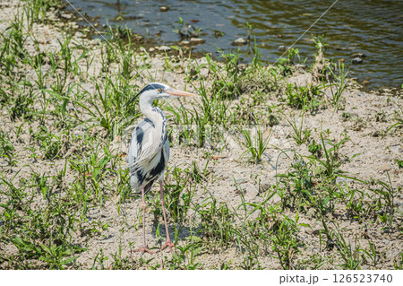 アオサギ　京都市鴨川 126523740