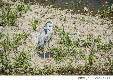アオサギ　京都市鴨川 126523741