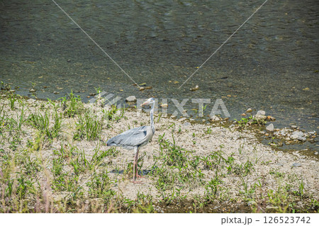 アオサギ 京都市鴨川 アオサギ 京都市鴨川 126523742