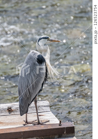 仮設魚道の上に乗るアオサギ　京都市鴨川 126523754
