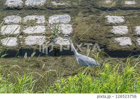 アオサギ　京都市鴨川 126523756