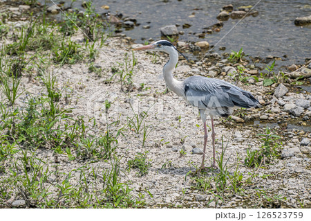 アオサギ 京都市鴨川 アオサギ 京都市鴨川 126523759