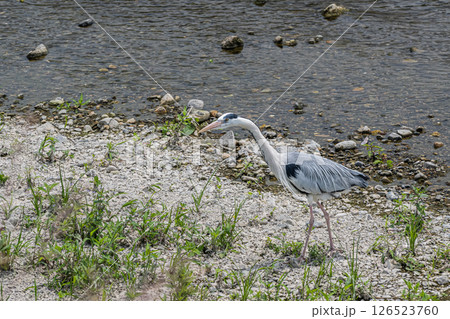 アオサギ 京都市鴨川 アオサギ 京都市鴨川 126523760