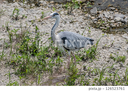 アオサギ　京都市鴨川 126523761