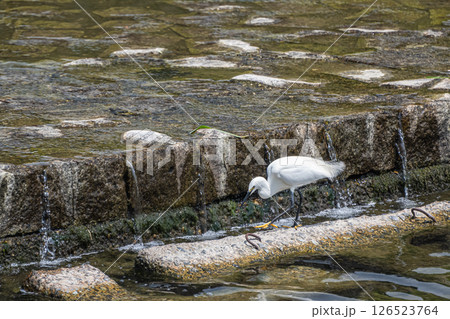 鴨川の堰の下で餌を探すシラサギ（コサギ）　京都市 126523764