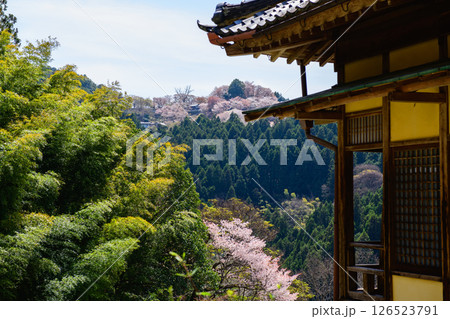 吉野　春の如意輪寺と中千本桜　奈良県　 126523791