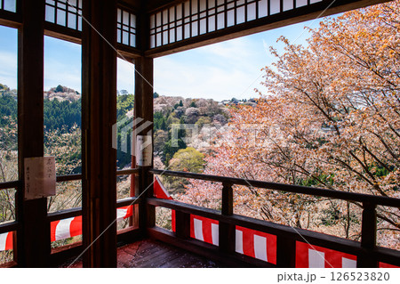 吉野　如意輪寺から観る中千本桜　奈良県　 126523820