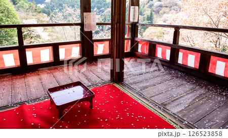 吉野　如意輪寺茶席から観る中千本桜　奈良県　 126523858