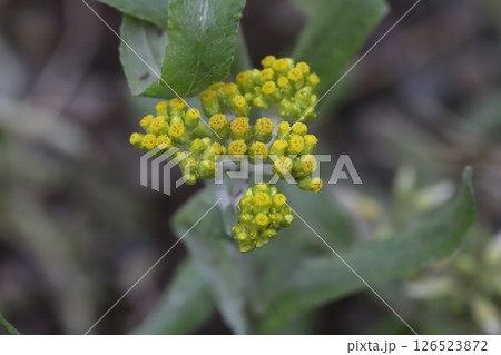 春の道端に咲くハハコグサの黄色い小さな花 春の道端に咲くハハコグサの黄色い小さな花 126523872
