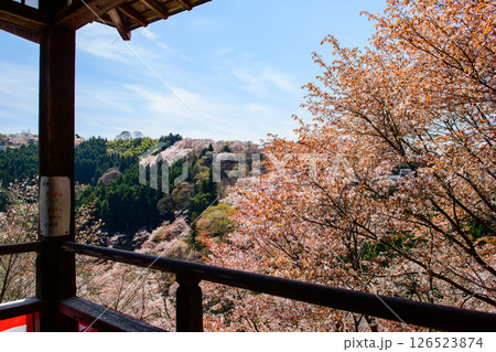 吉野 如意輪寺から観る中千本桜 奈良県 吉野 如意輪寺から観る中千本桜 奈良県 126523874
