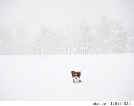 Small dog is standing in the snow, looking up at the sky 126524026