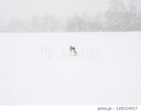 Dog is standing in the snow Dog is standing in the snow 126524027