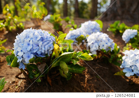 Close up blooming purple and violet Hydrangea flowers on green lawn of mountain in natural sunlight on summer of garden Close up blooming purple and violet Hydrangea flowers on green lawn of mountain in natural sunlight on summer of garden 126524081