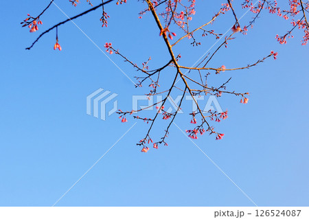 Close up blooming pink wild Himalayan Cherry flowers branch with blue sky in natural sunlight of sunny day. Copy space 126524087