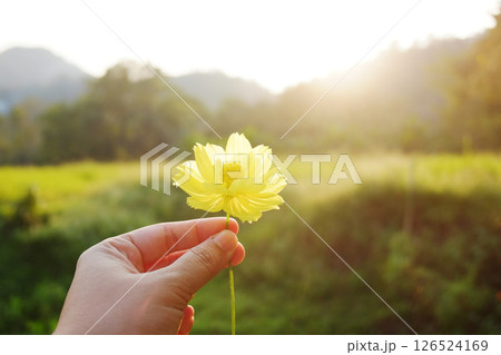 Hand holding blooming a single yellow cosmos flower in grass field and natural sunlight Hand holding blooming a single yellow cosmos flower in grass field and natural sunlight 126524169