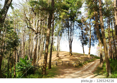 Beautiful sunshine in pine forest with winding mountain roads and walking route dirty road and wooden fence on the hill in natural sunlight in Thailand Beautiful sunshine in pine forest with winding mountain roads and walking route dirty road and wooden fence on the hill in natural sunlight in Thailand 126524216