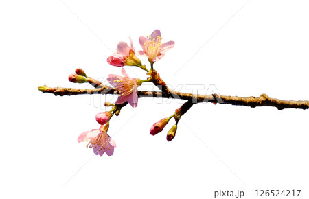 Blooming pink wild Himalayan Cherry flowers branch isolated on white background with clipping path 126524217