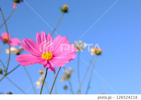 Close up blooming pink cosmos flowers and pollen in a meadow of wildflower on blue sky with sunny on summer in tropical garden. Copy space Close up blooming pink cosmos flowers and pollen in a meadow of wildflower on blue sky with sunny on summer in tropical garden. Copy space 126524218