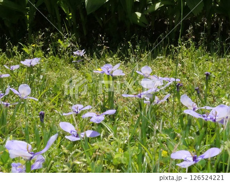 初夏の青紫の花 チリアヤメ 9 初夏の青紫の花 チリアヤメ 9 126524221
