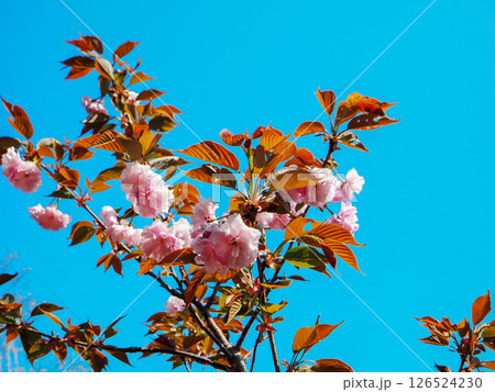 関山桜のある風景 126524230