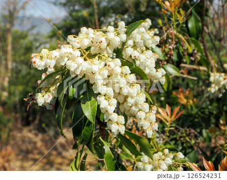馬酔木のある風景 126524231