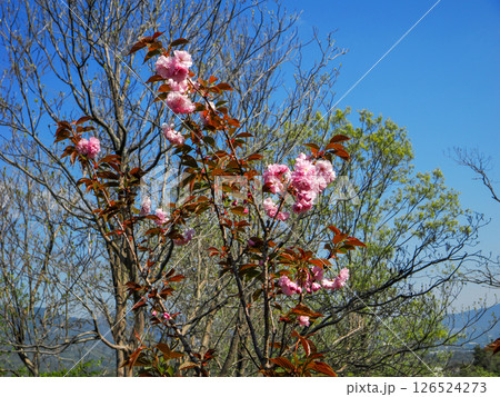 関山桜のある風景 関山桜のある風景 126524273