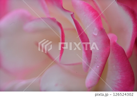 朝のバラ 126524302