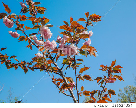 関山桜のある風景 関山桜のある風景 126524354
