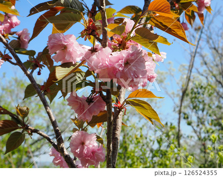 関山桜のある風景 関山桜のある風景 126524355