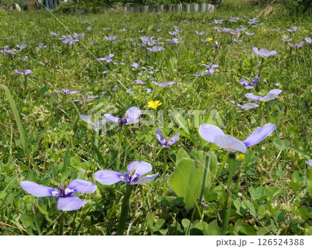 初夏の青紫のチリアヤメ 12 初夏の青紫のチリアヤメ 12 126524388