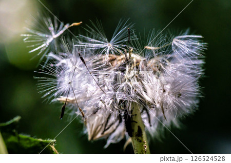 乱れ舞うたんぽぽの綿毛 126524528