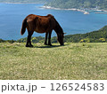 海を背景に草を食べる馬 126524583